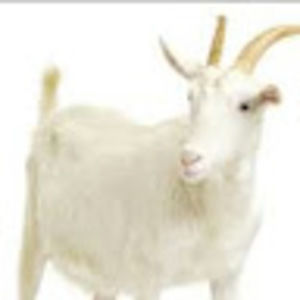 Meet your Posher, Connor